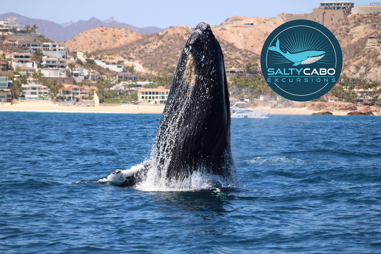 🐋🌅 Another capture from today’s whale excursion! We’re incredibly blessed to have the opportunity to witness these magnificent creatures here in San Jose del Cabo, away from the boat crowds. Join us for an unforgettable adventure on the pristine waters of the Sea of Cortez! 🚤✨ #SaltyCaboWhales #WhaleWatching #SanJoseDelCabo #OceanAdventure #GentleGiantsEncounter