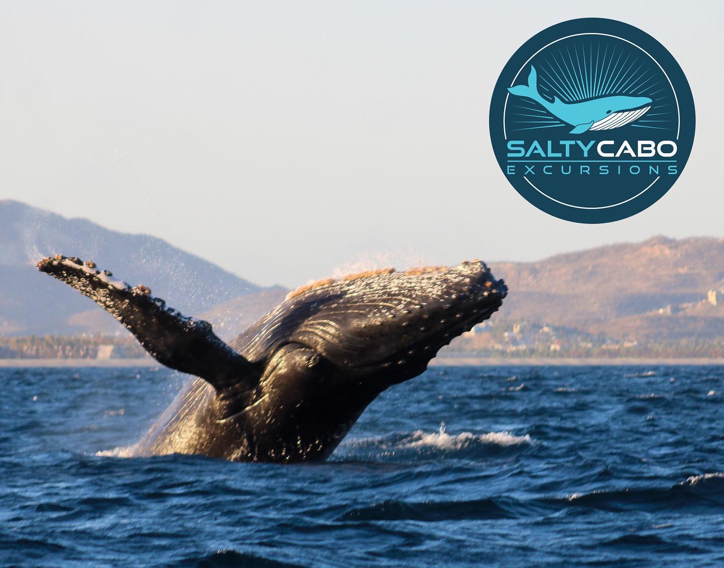 🐋🌟 We’re still in full swing with our whale watching excursions! 🚤✨ With a few weeks left, there’s plenty of time to enjoy our wildlife excursions here in San Jose del Cabo. Today’s picture captures just a glimpse of the magic awaiting you. Don’t miss out on the adventure of a lifetime! 📸🌅 #SaltyCaboWhales #WhaleWatchingExcursions #SanJoseDelCaboWildlife #OceanAdventure #Cabo
🐋🌟 We’re still in full swing with our whale watching excursions! 🚤✨ With a few weeks left, there’s plenty of time to enjoy our wildlife excursions here in San Jose del Cabo. Today’s picture captures just a glimpse of the magic awaiting you. Don’t miss out on the adventure of a lifetime! 📸🌅 #SaltyCaboWhales #WhaleWatchingExcursions #SanJoseDelCaboWildlife #OceanAdventure #cabomagic Magic