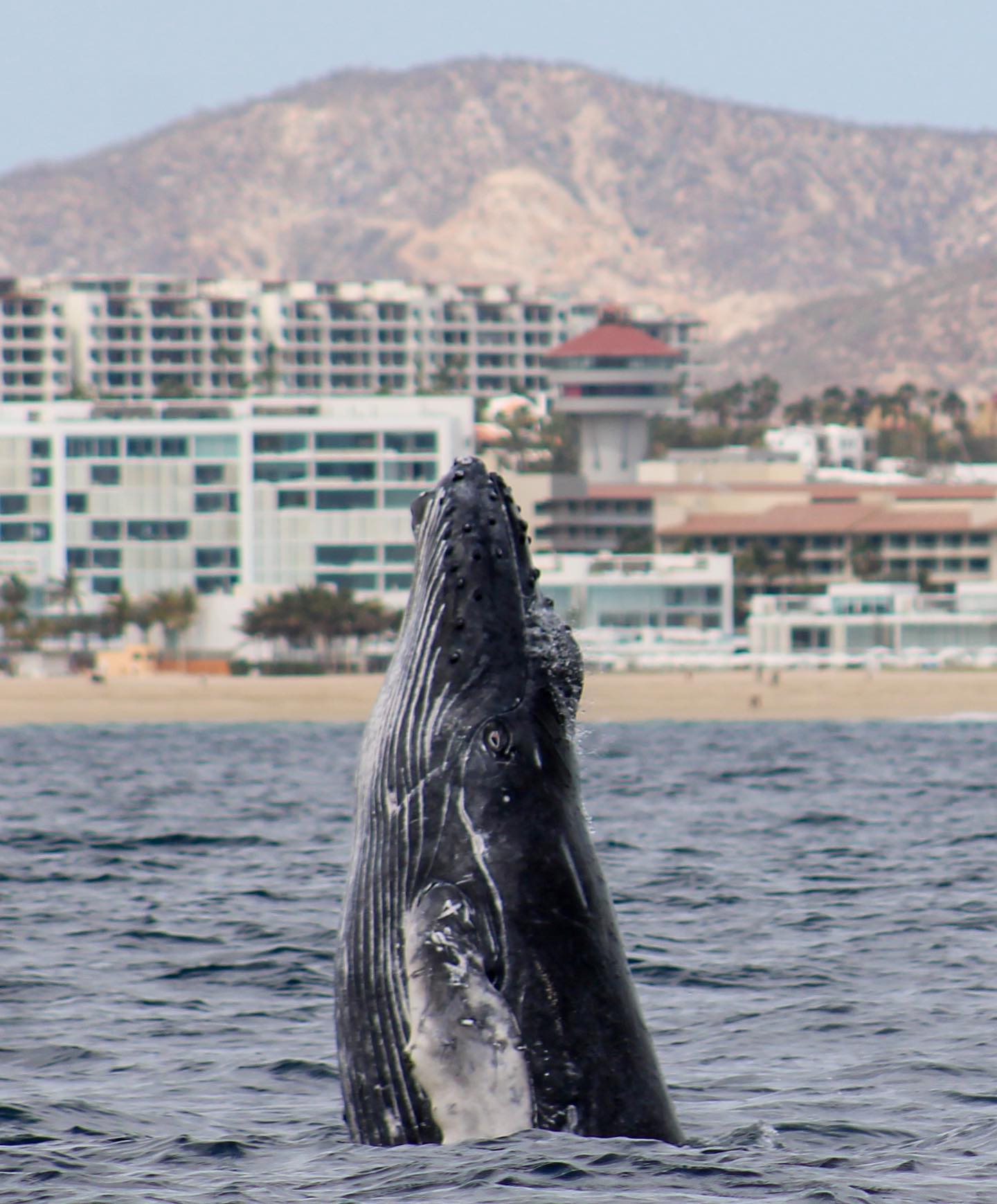 🌊🐋 Ignition! Witnessing the sheer joy of a baby whale breaching, playing, and exploring is like a symphony of wonder in the ocean. 🚤✨ Humpbacks, the maestros of the deep, paint the sea with their exuberance, creating moments that resonate with pure delight. Join us as we dive into the magical world of these gentle giants and experience the ignition of joy in every splash. Let the ocean’s symphony play on! 🌅📸 #SaltyCaboMagic #HumpbackJoy #OceanSymphony #WhaleWatchingWonder #GentleGiantsEncounter #CaboAdventure #IgniteTheOceanJoy