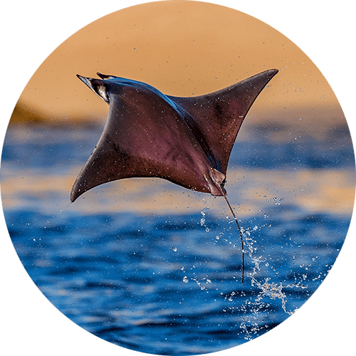 cabo wildlife safari tours - Snorkeling With Rays - Cabo to La Ventana Ray Snorkeling Tour