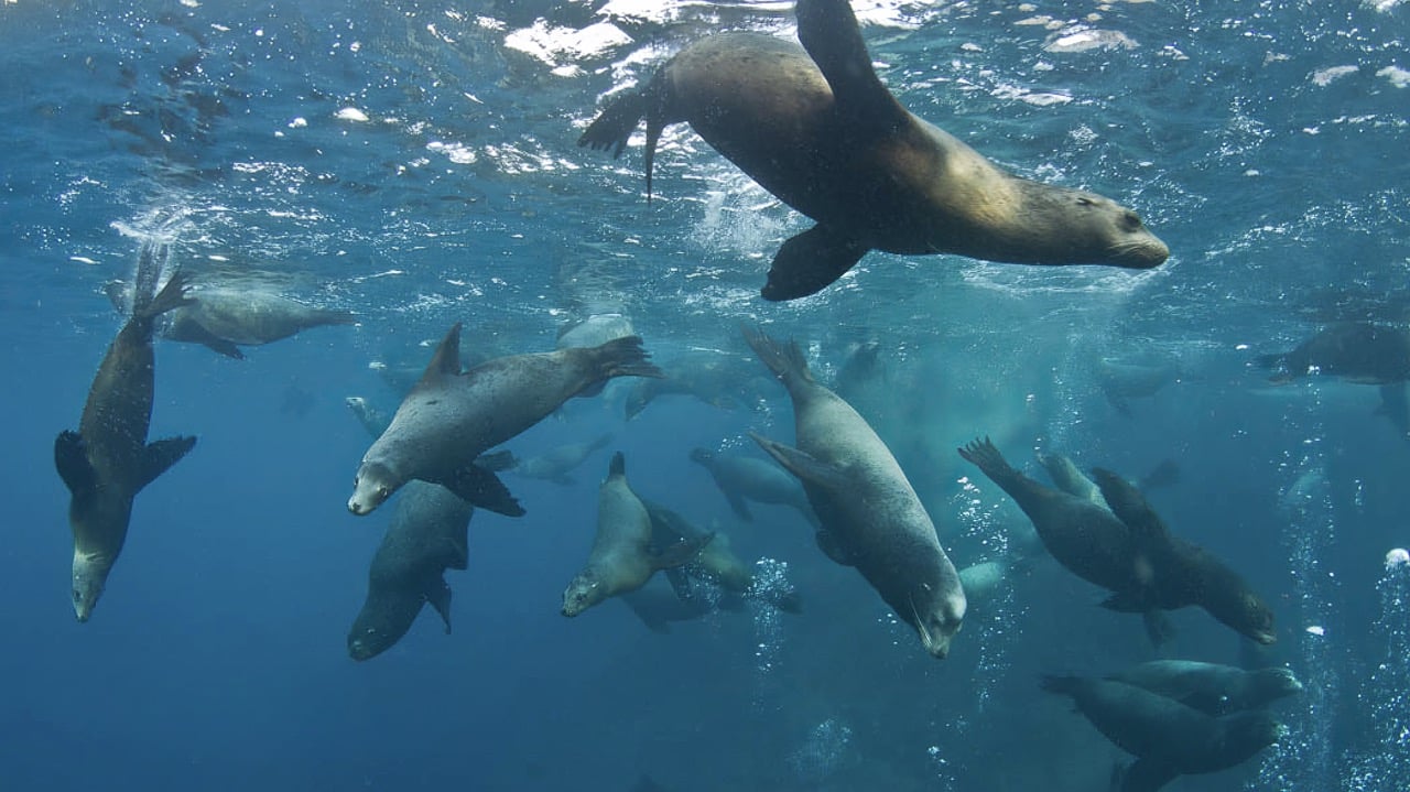 Group of sea lions