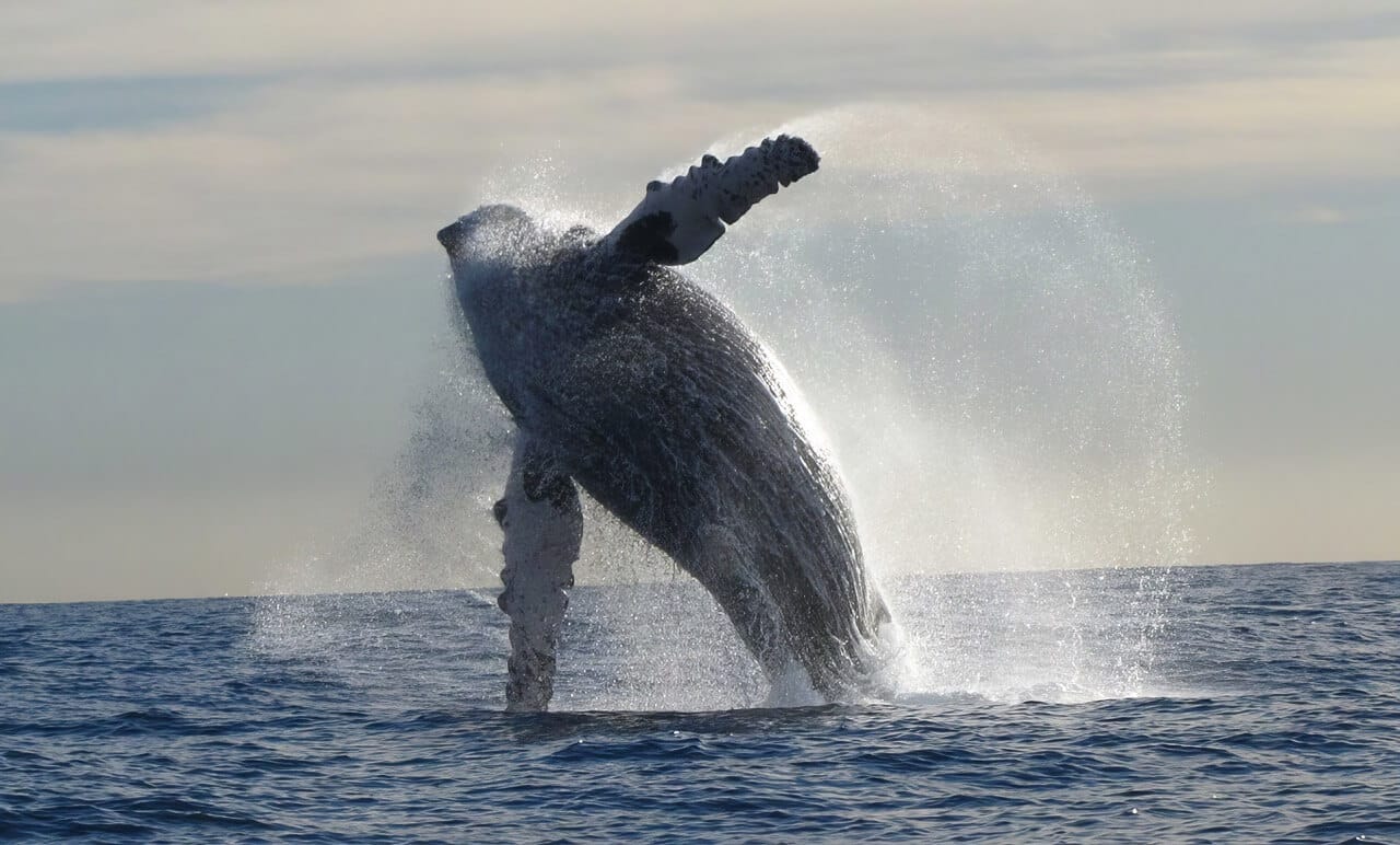 Whale Watching Tour San Jose del Cabo