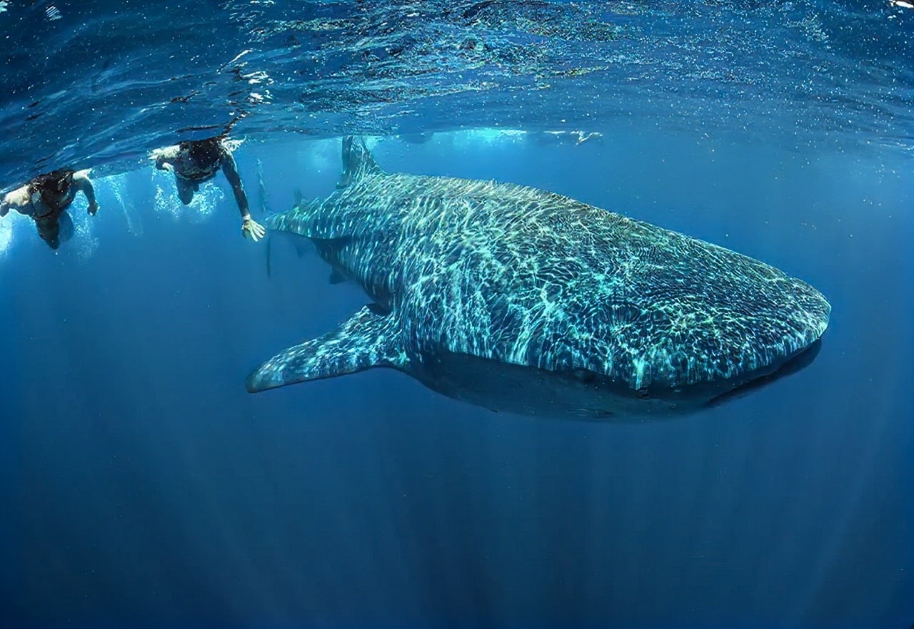 WHALE SHARK AND SNORKELERS