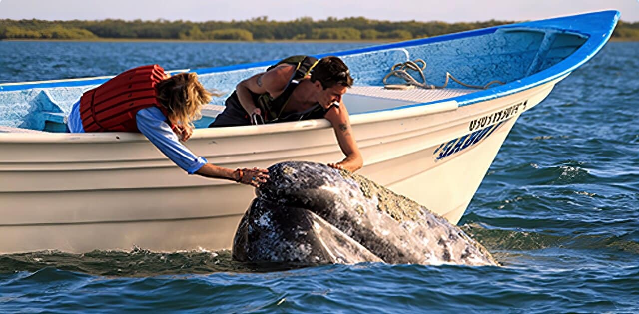 cabo gray whale watching