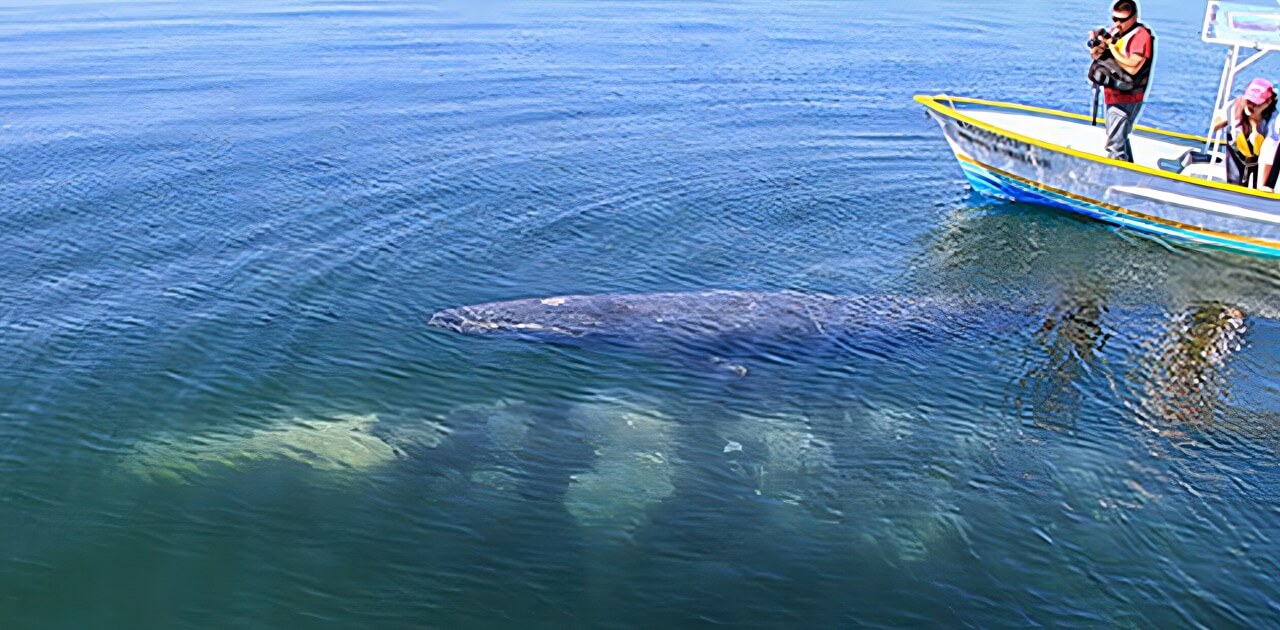 cabo gray whale watching