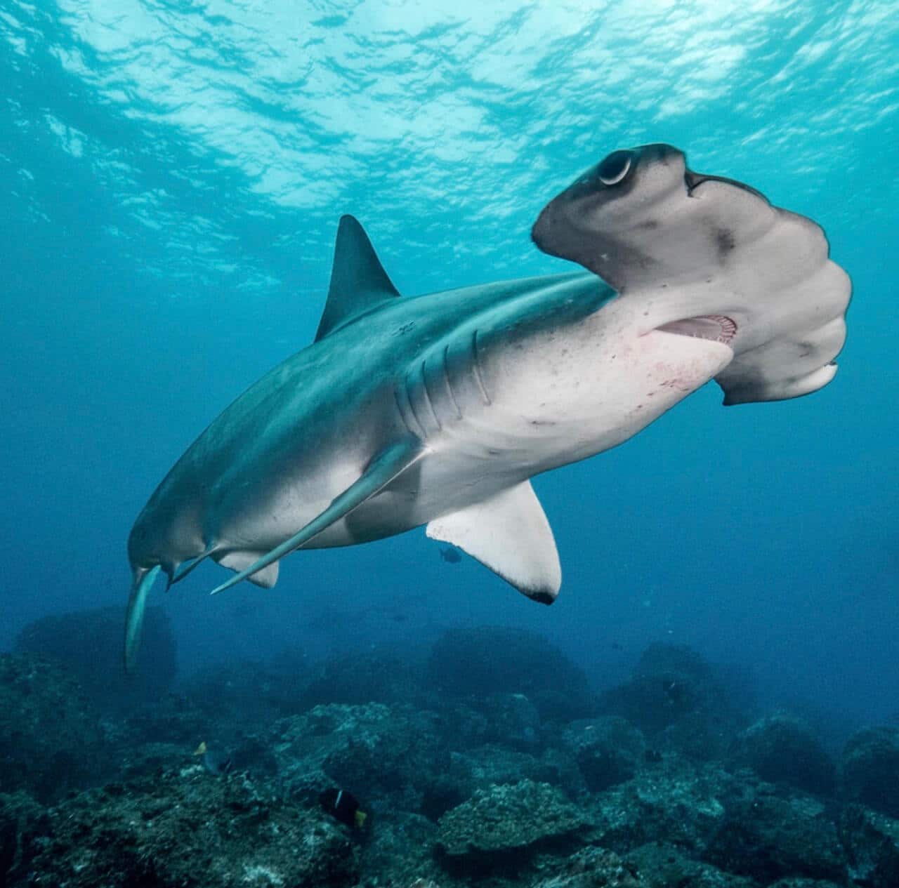 shark safari san jose del cabo