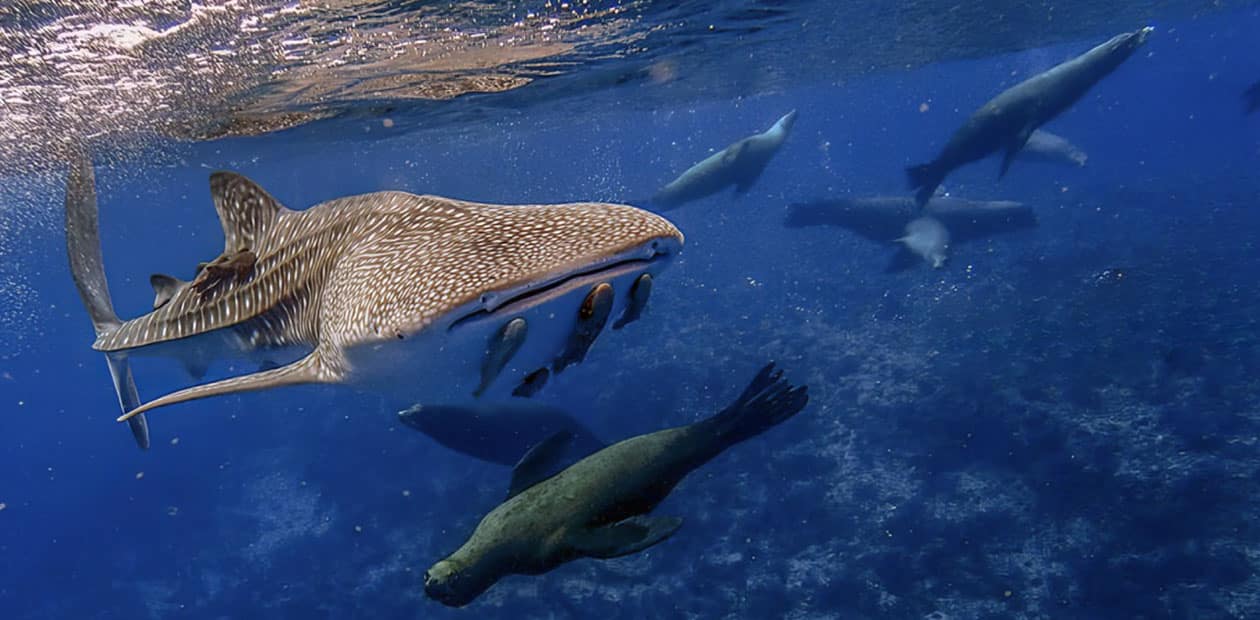 Snorkeling with Sea Lions from Cabo to La Paz