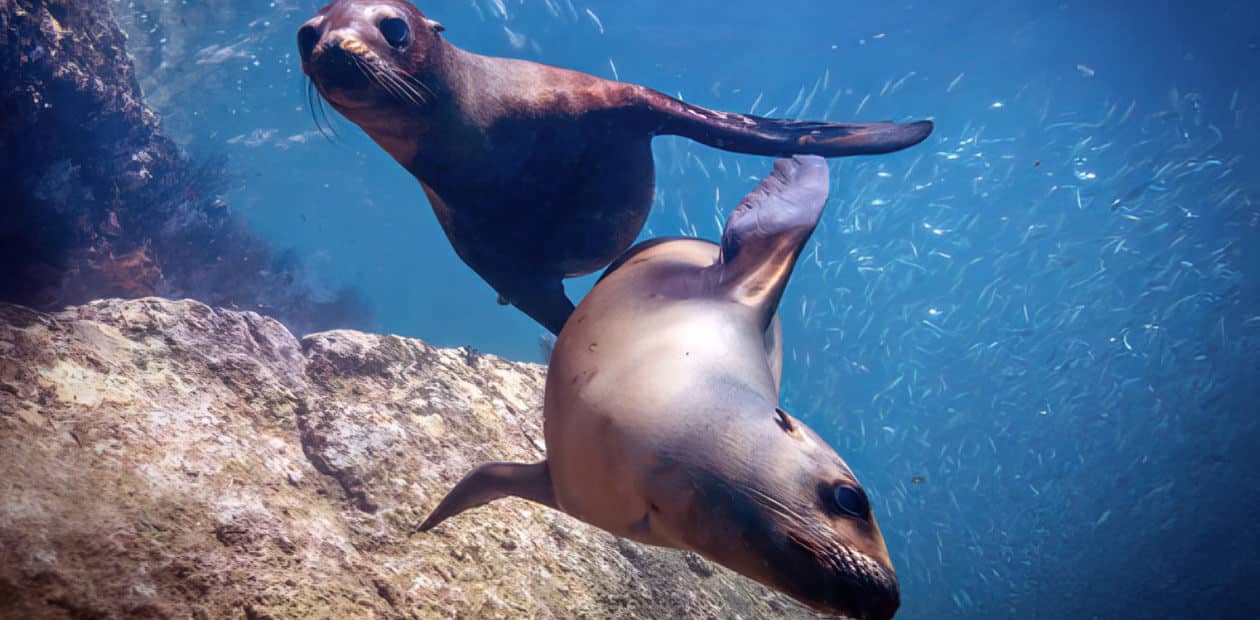 snorkeling tours from cabo to cabo pulmo