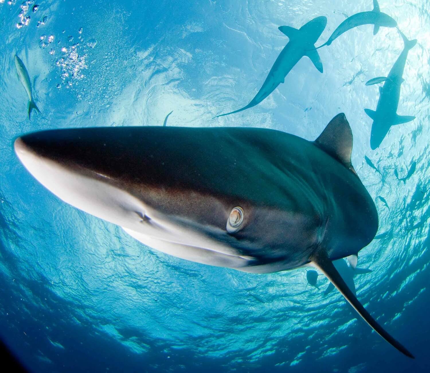 shark safari san jose del cabo