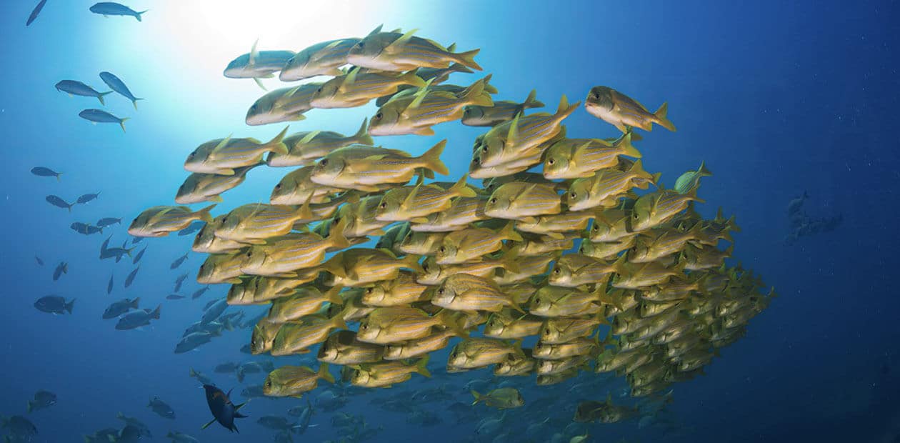 snorkeling san jose del cabo