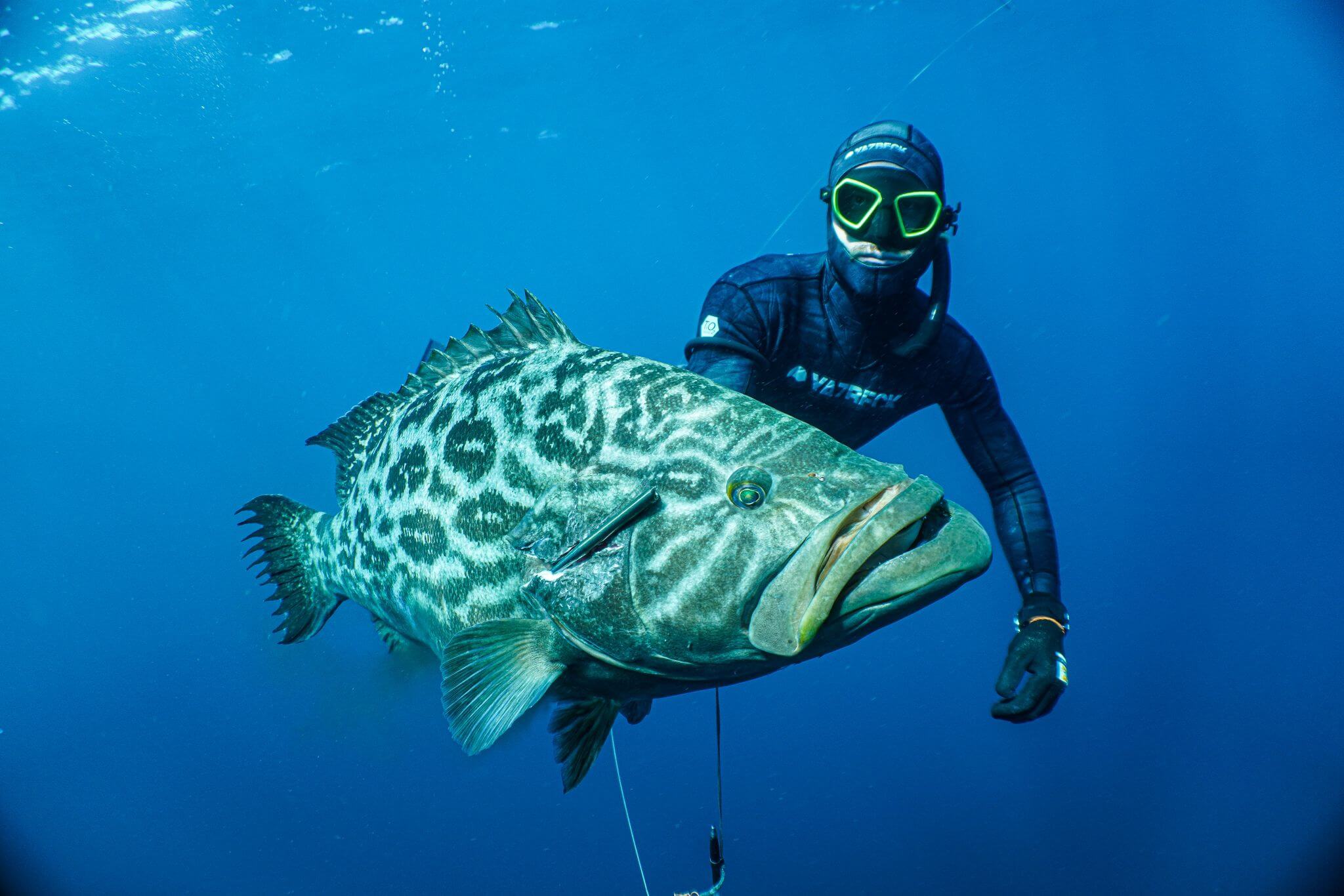 cabo spearfishing tours